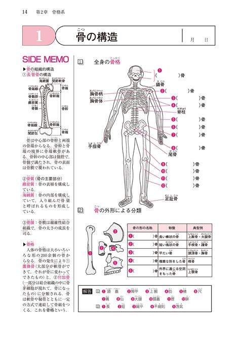 方向用語|必見！！解剖学基礎：療法士をはじめとする医療専門。